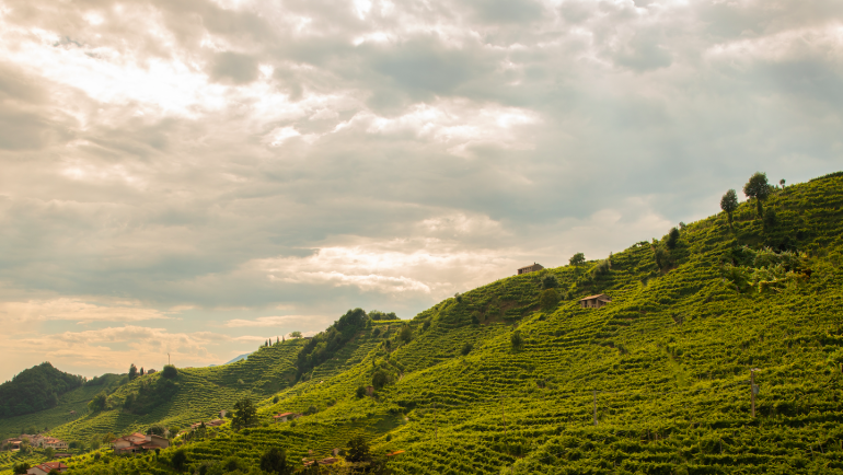 The List of Premium Wines Produced Locally