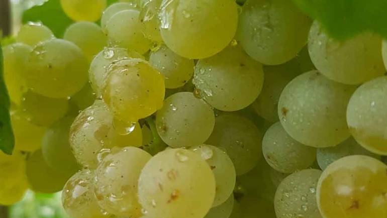 Burgundy Wine Region of Eastern France