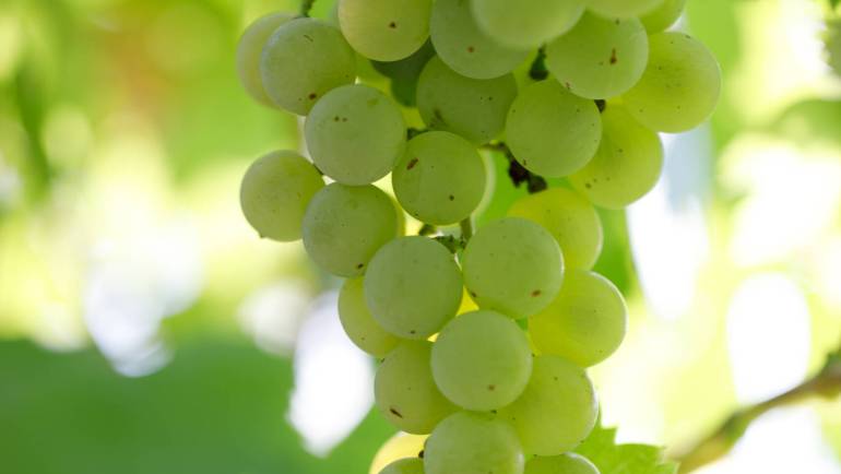 A license farm winery produce wines on site
